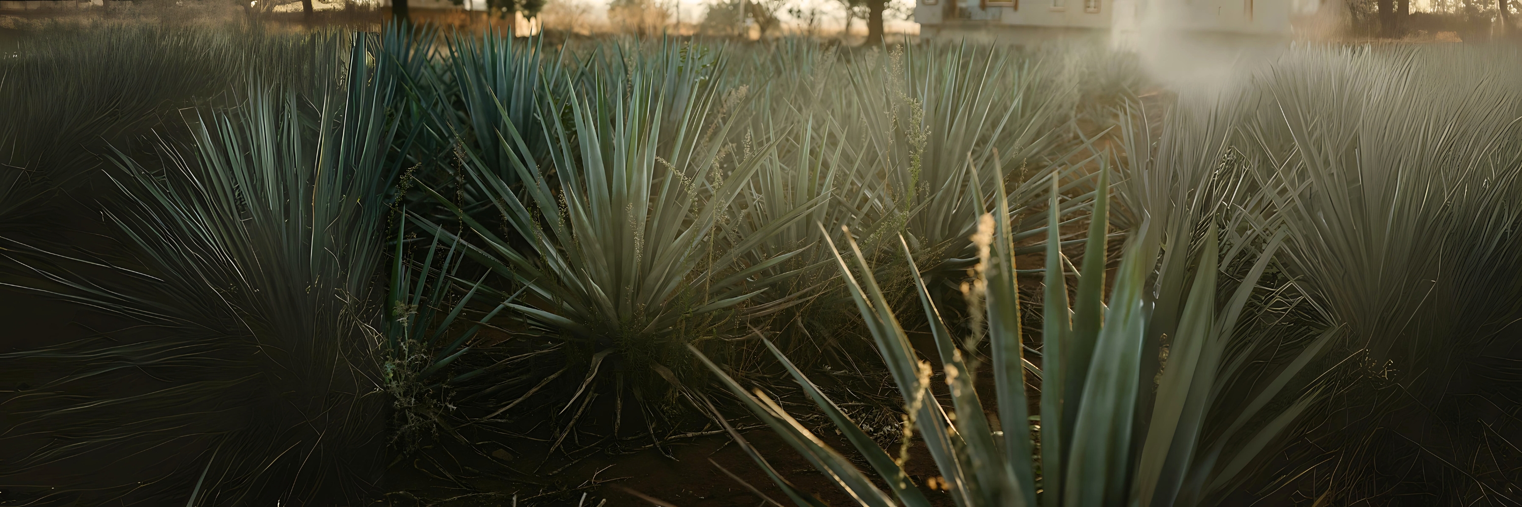 El Arte del Tequila: Cómo se Hace Patrón