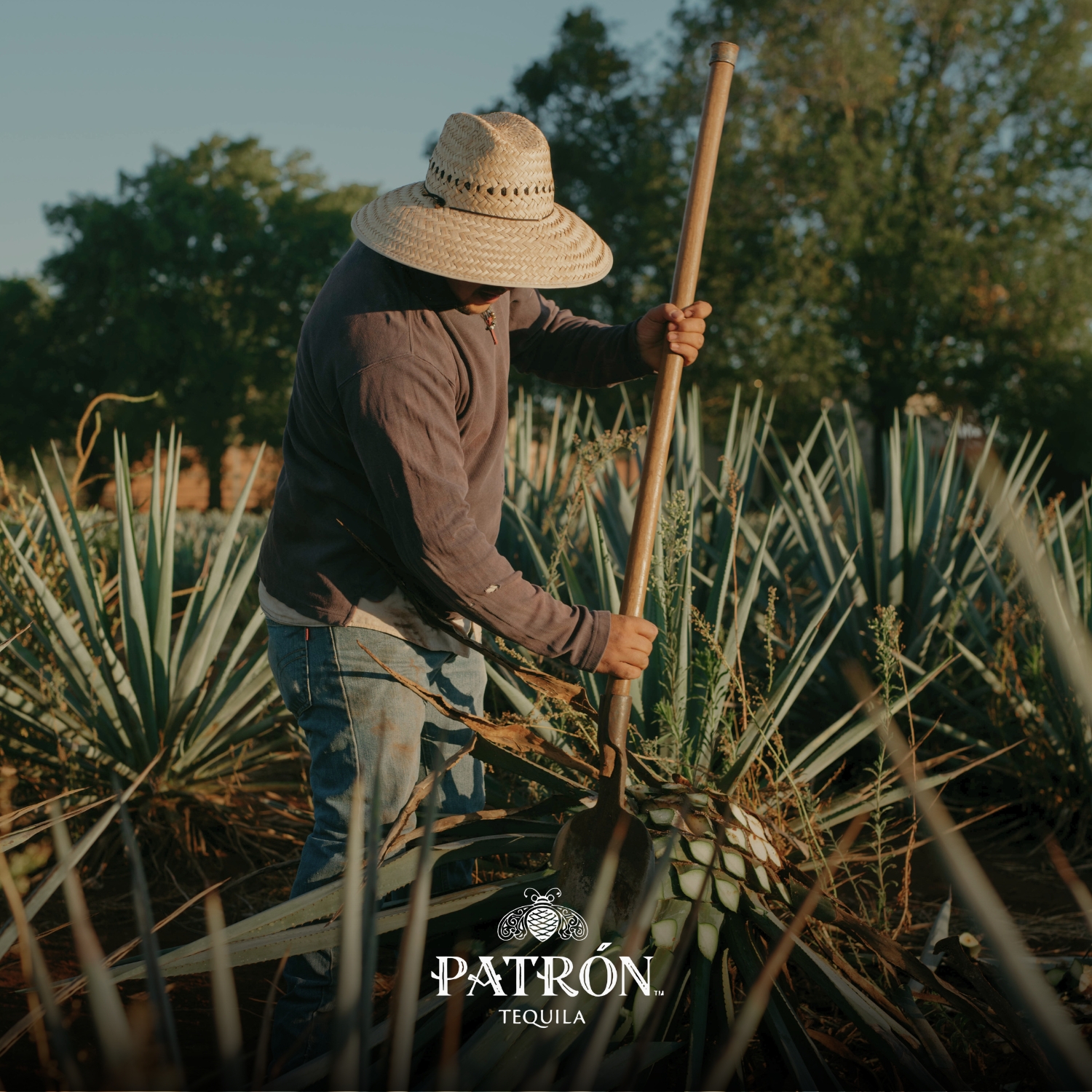 El Arte del Tequila: Cómo se Hace Patrón